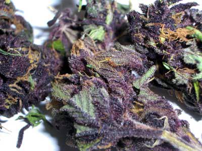 Purple Haze Marijuana Closeup