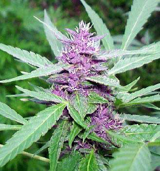 Purple Haze Marijuana Cola Bud