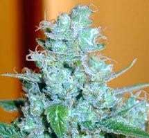 Blueberry Marijuana Little Bud