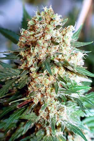 Northern Lights Marijuana Ready for Harvest