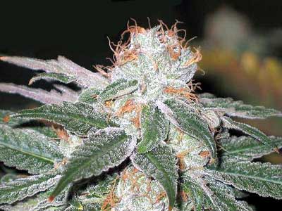 White Widow Buds Red Hair Top